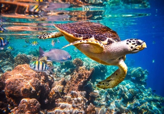 Flughafentransfer Hurghada